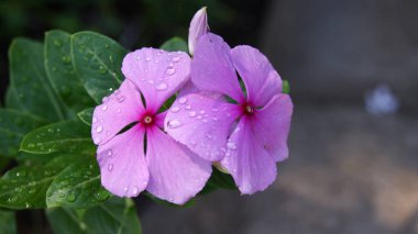 mor çiçek yeşil arka planda serin plan