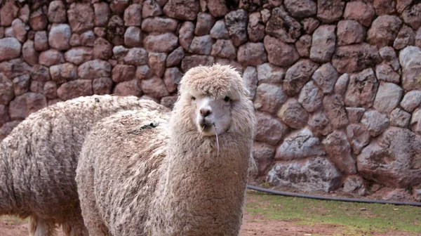 Lama Beige Cammina Sul Recinto Mangia Erba — Foto Stock