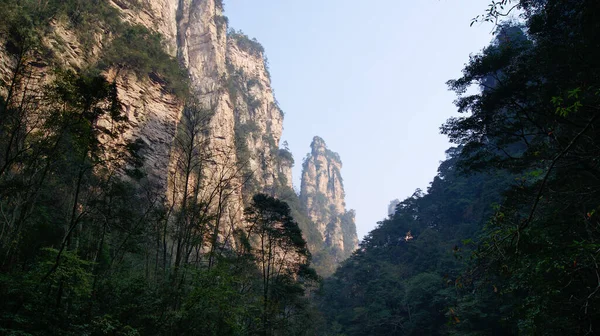 霧の中に松の木がある不思議な非現実的な山 — ストック写真