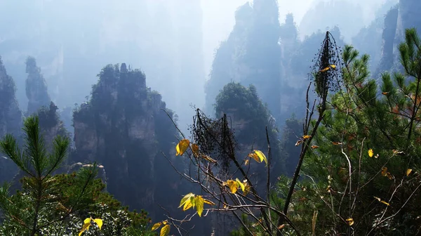 Montagnes Surnaturelles Magiques Avec Des Pins Sommet Dans Brouillard — Photo