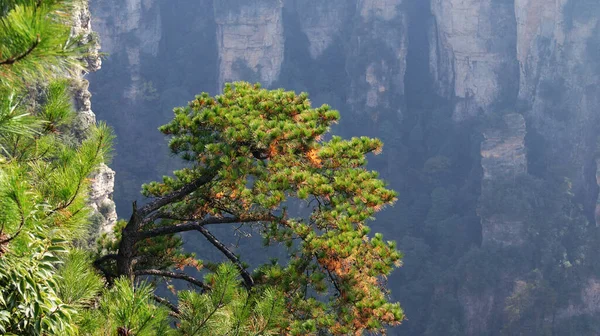 Чарівні Неземні Гори Сосновими Деревами Зверху Тумані — стокове фото