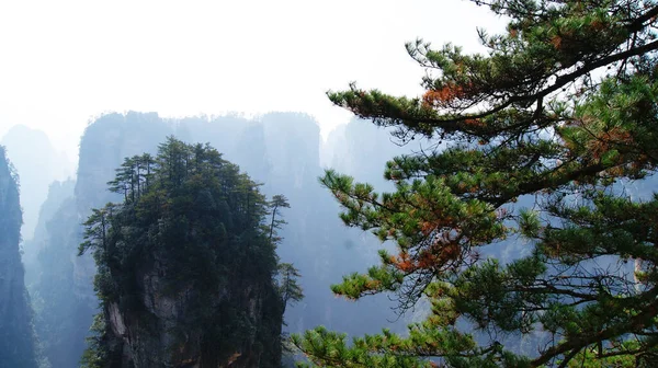神奇的超凡脱俗的山 山顶上的松树在雾中 — 图库照片