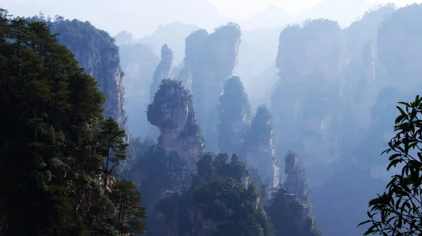 神奇的超凡脱俗的山 山顶上的松树在雾中 — 图库照片