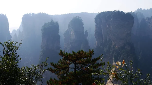 Mágicas Montañas Sobrenaturales Con Pinos Cima Niebla —  Fotos de Stock