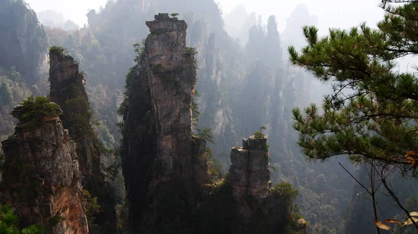 神奇的超凡脱俗的山 山顶上的松树在雾中 — 图库照片