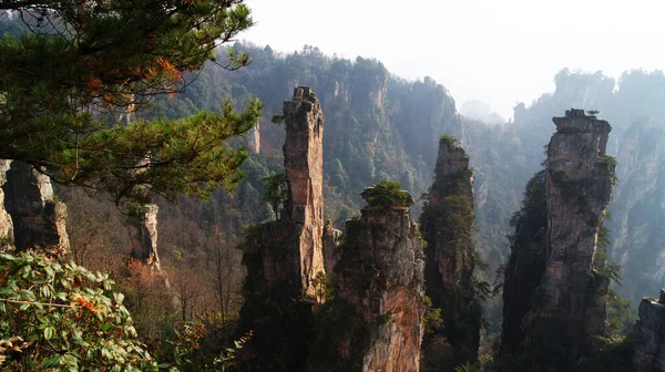 神奇的超凡脱俗的山 山顶上的松树在雾中 — 图库照片