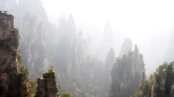 神奇的超凡脱俗的山 山顶上的松树在雾中 — 图库照片