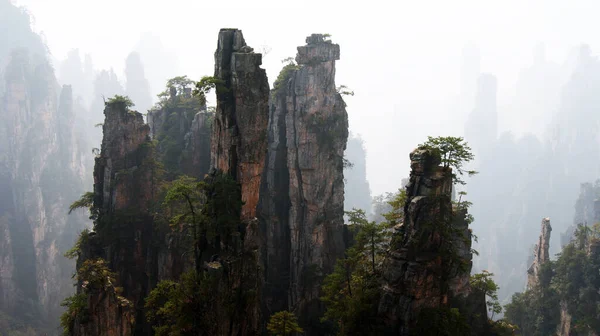 神奇的超凡脱俗的山 山顶上的松树在雾中 — 图库照片