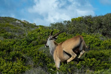 Bej rengi güzel antiloplar gün batımından önce ormanda