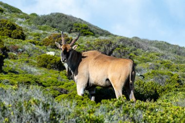 Bej rengi güzel antiloplar gün batımından önce ormanda