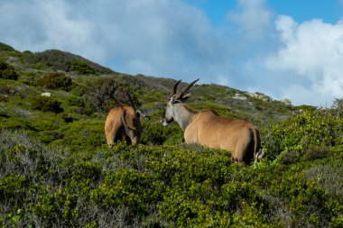 Bej rengi güzel antiloplar gün batımından önce ormanda