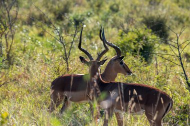 Bej rengi güzel antiloplar gün batımından önce ormanda
