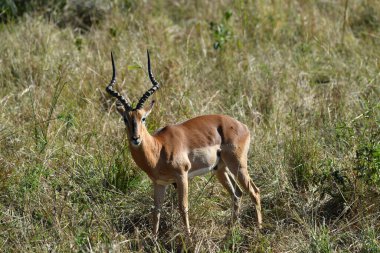 Bej rengi güzel antiloplar gün batımından önce ormanda
