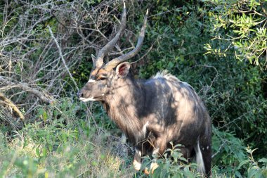 Bej rengi güzel antiloplar gün batımından önce ormanda