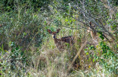 Bej rengi güzel antiloplar gün batımından önce ormanda