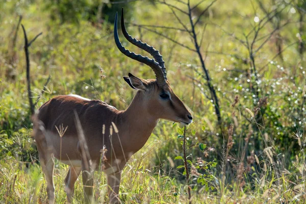 Bellissime Antilopi Beige Nella Foresta Prima Del Tramonto — Foto Stock