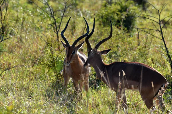 Bej Rengi Güzel Antiloplar Gün Batımından Önce Ormanda — Stok fotoğraf
