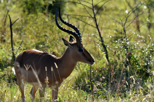 Bellissime Antilopi Beige Nella Foresta Prima Del Tramonto — Foto Stock