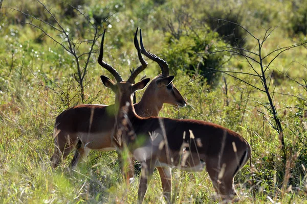 beige beautiful antelopes in the forest before sunset