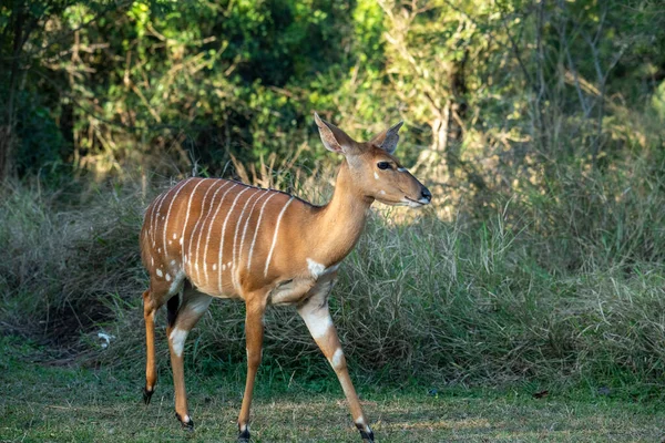 Beige Hermosos Antílopes Bosque Antes Del Atardecer —  Fotos de Stock