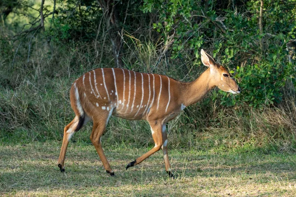 Bellissime Antilopi Beige Nella Foresta Prima Del Tramonto — Foto Stock