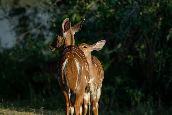 Beige Hermosos Antílopes Bosque Antes Del Atardecer —  Fotos de Stock