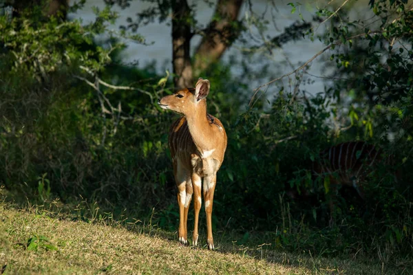 Beige Mooie Antilopen Het Bos Voor Zonsondergang — Stockfoto