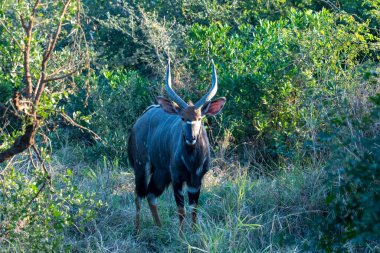 Bej rengi güzel antiloplar gün batımından önce ormanda