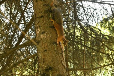 Şehir parkında kahverengi tüylü sincaplar