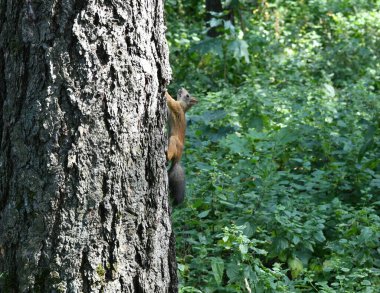 Şehir parkında kahverengi tüylü sincaplar