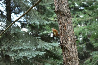 Şehir parkında kahverengi tüylü sincaplar