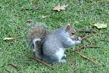 Şehir parkında gri tüylü sincaplar