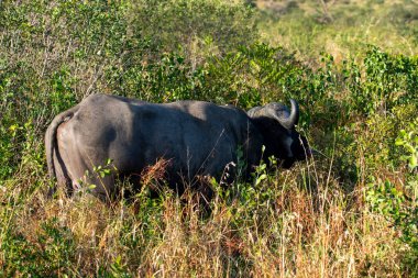 Ulusal bir parkta vahşi doğada büyük siyah ve huysuz bir bufalo.
