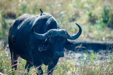Ulusal bir parkta vahşi doğada büyük siyah ve huysuz bir bufalo.