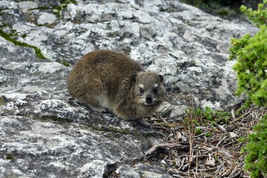 Büyük şehrin panoramik manzarasına karşı kayalıklarda Cape Damans