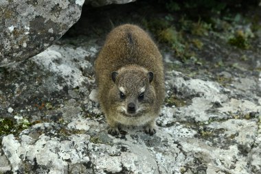 Büyük şehrin panoramik manzarasına karşı kayalıklarda Cape Damans