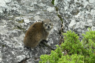 Büyük şehrin panoramik manzarasına karşı kayalıklarda Cape Damans