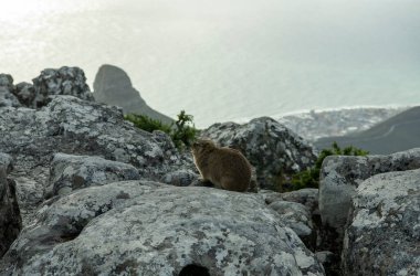 Büyük şehrin panoramik manzarasına karşı kayalıklarda Cape Damans