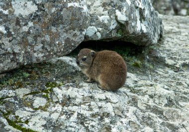 Büyük şehrin panoramik manzarasına karşı kayalıklarda Cape Damans