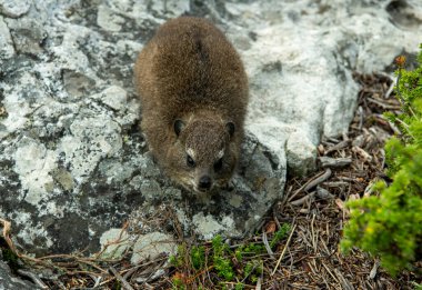 Büyük şehrin panoramik manzarasına karşı kayalıklarda Cape Damans
