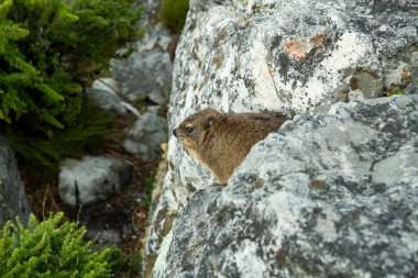 Büyük şehrin panoramik manzarasına karşı kayalıklarda Cape Damans