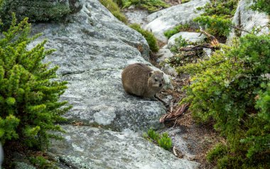 Büyük şehrin panoramik manzarasına karşı kayalıklarda Cape Damans