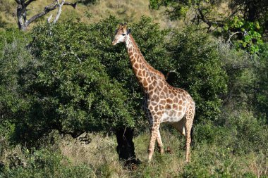 Doğal bir milli parkta yürüyüş için büyük zarif zürafalar.