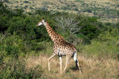 Doğal bir milli parkta yürüyüş için büyük zarif zürafalar.