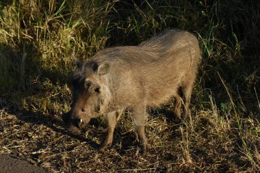 Doğa parkında kocaman dişleri olan yaban domuzu.