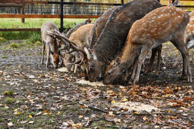 Geyikler ve yavruları doğal bir ulusal parkta öğle yemeği yiyorlar.