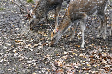 Geyikler ve yavruları doğal bir ulusal parkta öğle yemeği yiyorlar.