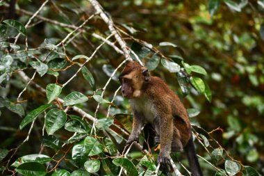 maymun insanların görünüşünü gördü ve muza uzandı.