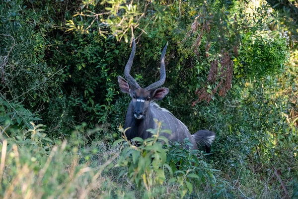 Bej rengi güzel antiloplar gün batımından önce ormanda