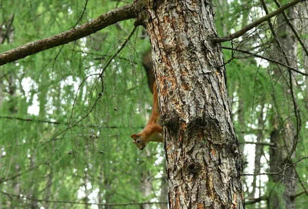 Bej rengi güzel antiloplar gün batımından önce ormanda
